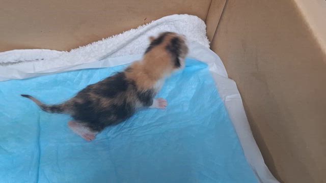 保護猫成長中の記事動画