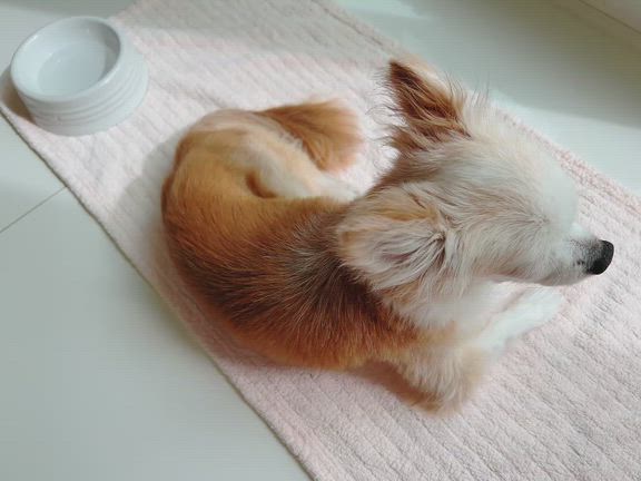 ☆エルchan♪シャンプー☆の記事動画