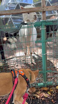 お散歩の様子の記事動画