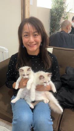 ラグドールお迎えの記事動画