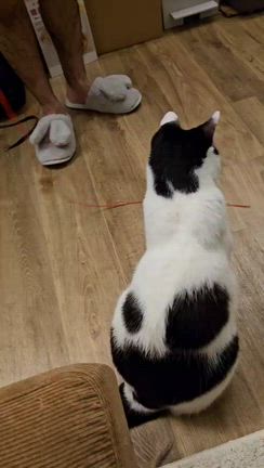 人も皆ニャも幸せでありますようにの記事動画