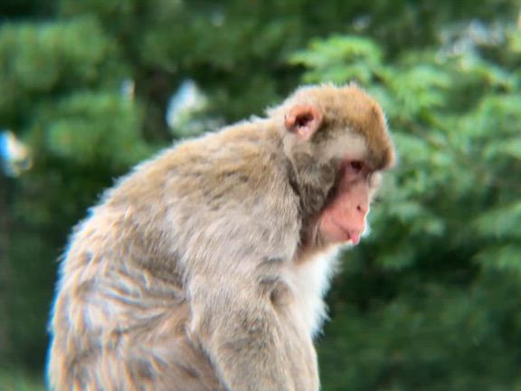 ニホンザル飼育日誌（R7.7.13）の記事動画