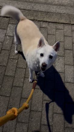 お願いの記事動画