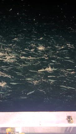 8月17日イカ 小樽遊漁船シェイクの記事動画