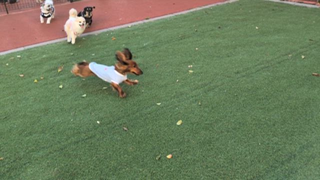 お散歩＆ドッグラン満喫の記事動画