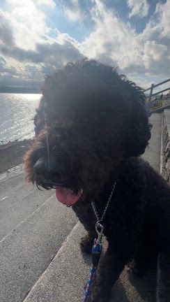 2ヶ月ぶり、山中湖の家。ネロと沢山遊んできたよの記事動画