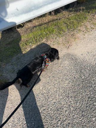 里親募集【山奥に遺棄されたMダックス】の記事動画