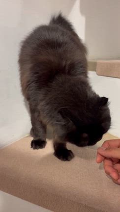 まりもちゃん里親募集中！の記事動画