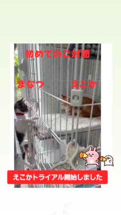 ぼちぼちの個別のお見合い＆えこかのどきどきトライアル開始編の記事動画