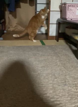 猫話の記事動画