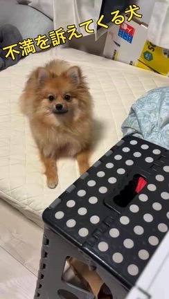 「ちょうだい」を教えた結果の記事動画