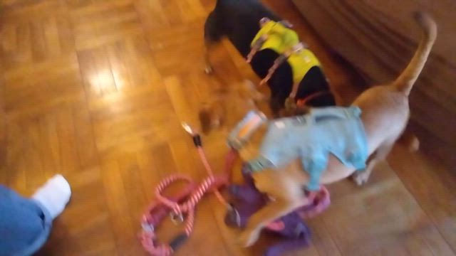 ゲンちゃん、トライアル開始です。の記事動画