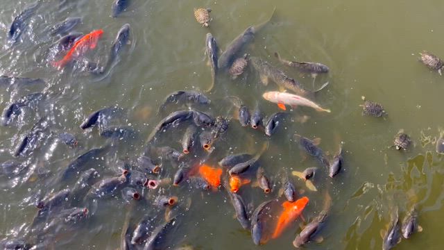 母と子、帰省〜パート②〜の記事動画