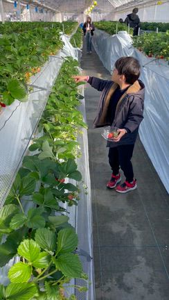 子連れお出かけ　いちご狩りへ　@東京ドイツ村の記事動画