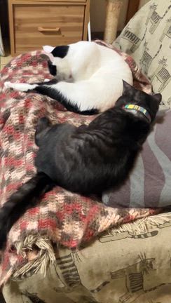 断捨離が進んだ理由 | 猫に恩返し