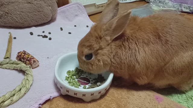 結局買ったの記事動画