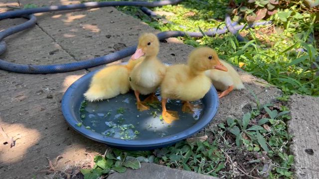 やる気スイッチ１の記事動画