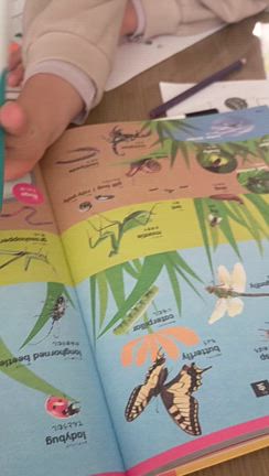 おうち英語　親子で取り組む英語学習　おすすめの英語絵辞典の記事動画