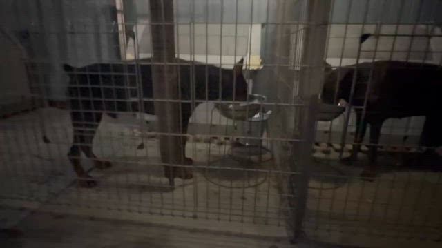 カリっカリの記事動画