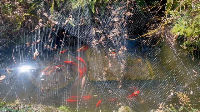 【庭の奥の池】池底や水質のさらなる改善を目指して❣️バイオ製剤投入1週間後の様子。の記事動画