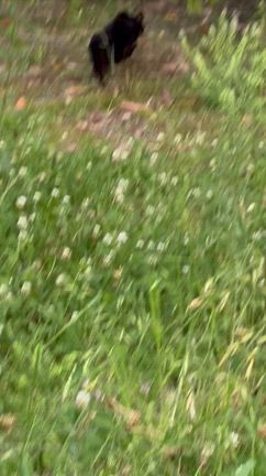 首輪に前脚が引っかかっている猫①の記事動画