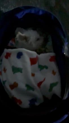 うみんぽでしゅよ〜(^-^)の記事動画