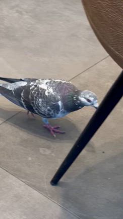 お久しぶりです！の記事動画