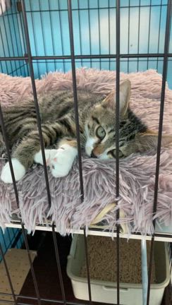 【譲渡会】毎週日曜日はシェルターでの譲渡会です。の記事動画