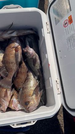 昼メバル‼️の記事動画