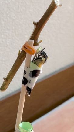 忘れられない夏の思い出の記事動画