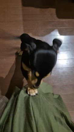 いやだぁの記事動画