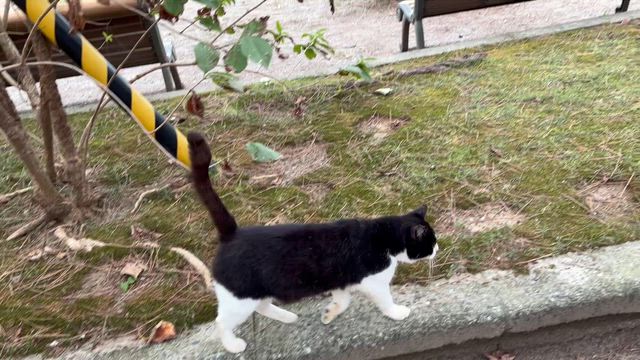 いっしょにの記事動画