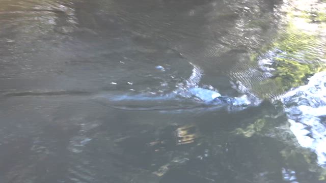 今月のアリバイルアーは２３日です。の記事動画