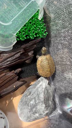 新しい家族っ！の記事動画