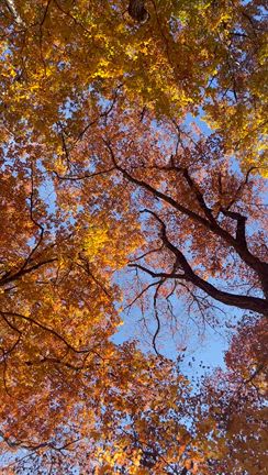 紅葉の記事動画