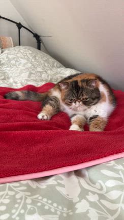 ロータス墨絵教室の記事動画