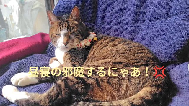 にゃあの記事動画