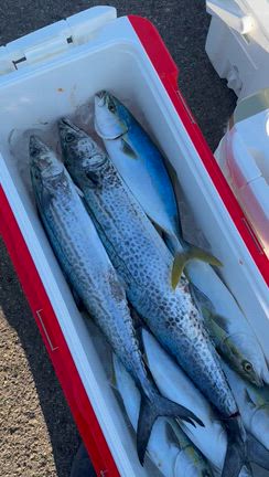 青物‼️の記事動画