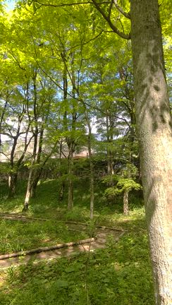 朝散歩の記事動画