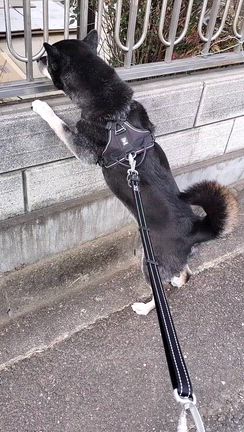 アコたんの彼氏♡の記事動画