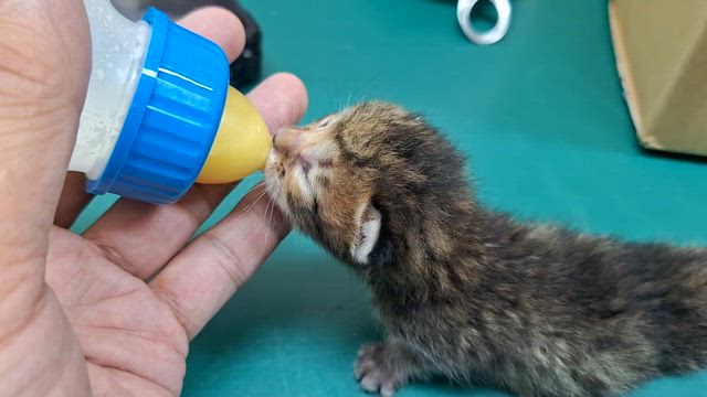 保護猫との再会の記事動画