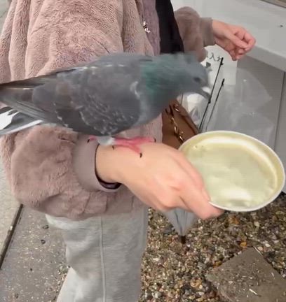 名古屋 VS 東京のハト！民度の違い　の記事動画