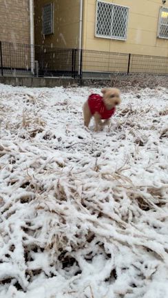 アラフィフ女子の雪とパーソナルカラー診断イベントDay♪の記事動画