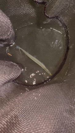 8/27 釣果情報！の記事動画