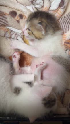 子猫を保護、、、よく頑張った‼️の記事動画