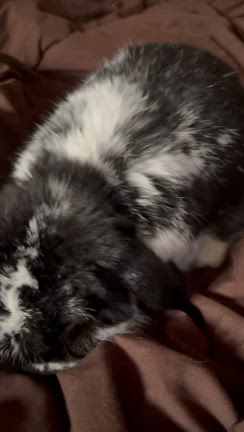 旅行は無理だなぁの記事動画