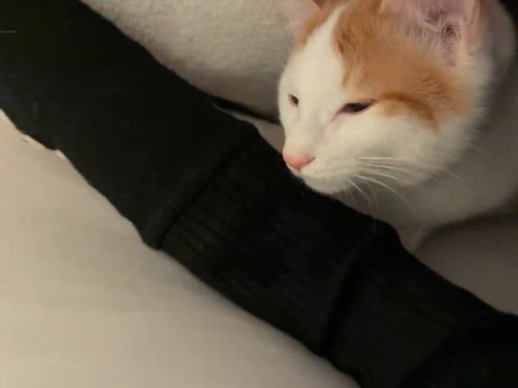 12/14  凪くん＆天くん(元バンビくん＆哲也くん)里親様よりの記事動画