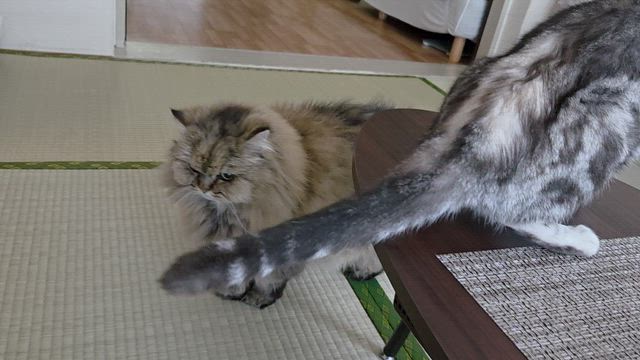 爪切りと検査結果との記事動画