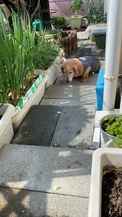 楽しかったおパンツ遠足とマロンの事の記事動画