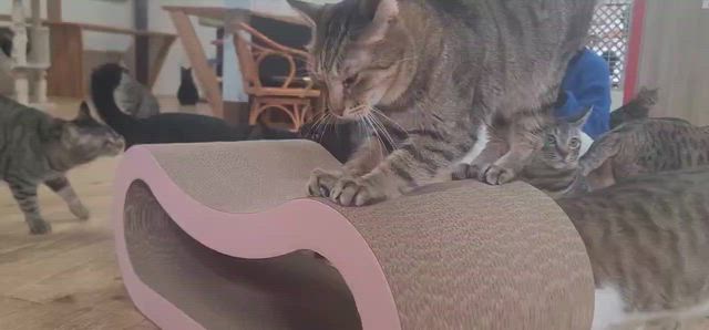 爪研ぎデビューの記事動画